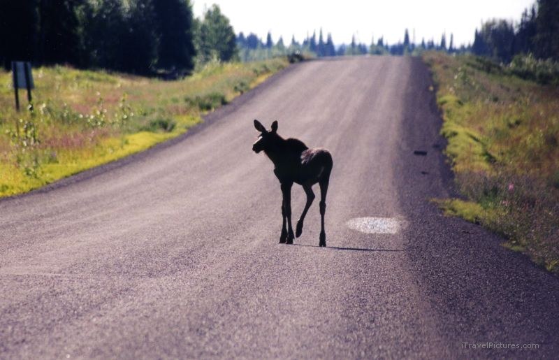 Cassiar baby moose road highway